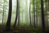 Foggy beech forest in the wilderness nature. Misty woodland.