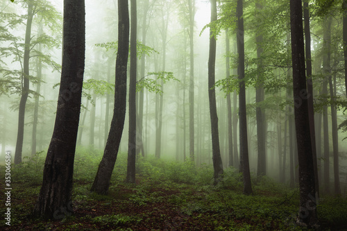 Foggy beech forest in the wilderness nature. Misty woodland.