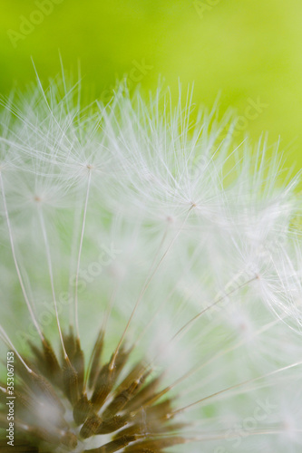 White dandelion hat with seeds close-up on a green grass background. Summer floral backdrop. Airy and fluffy wallpaper. Vertical shot. Macro