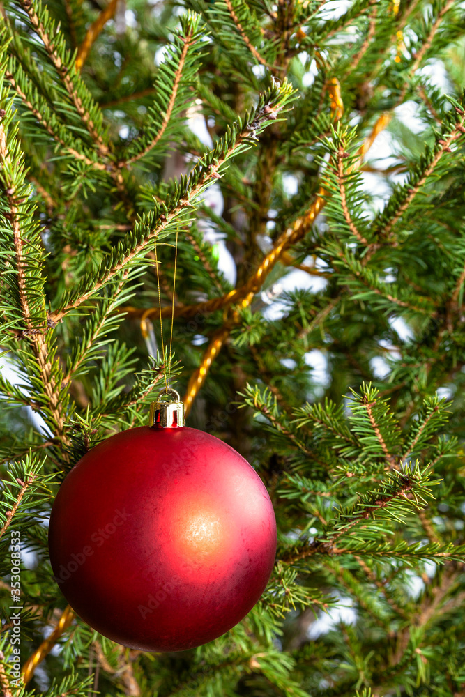 matte red ball on natural christmas tree close-up indoor matte red ball on natural christmas tree close-up indoor
