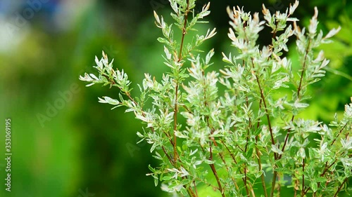Branches of japanese willow (salix integra, Hakuro Nishiki)
