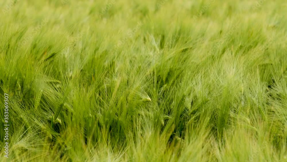 Summer wheat field in windy weather. Close up. May, Ukraine, 2020.