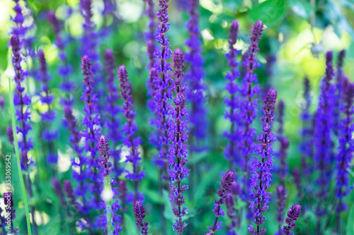 Sage plant lat. Salvia Officinalis . Background made from healing herbs