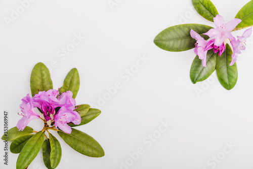 Rhododendron