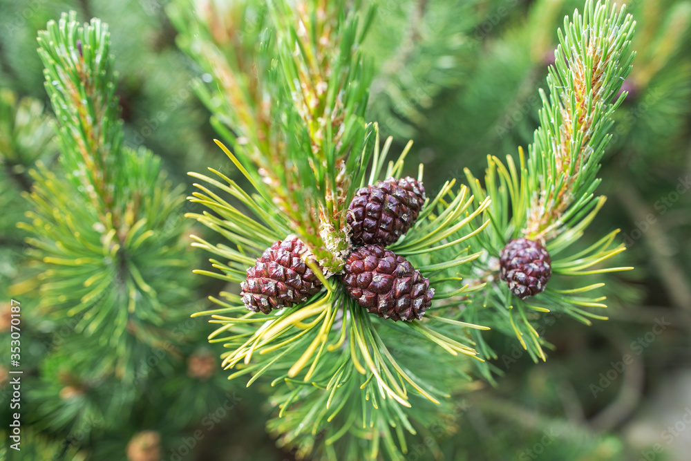 Green pine tree and pine cones Green pine tree and pine cones