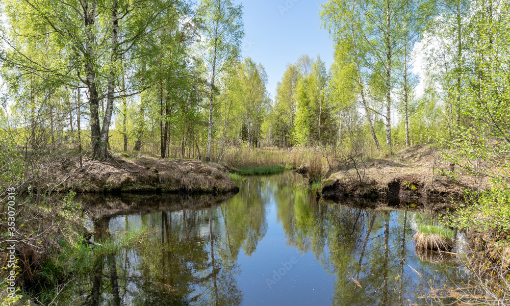a swamp ditch, white birches along the edges, swamp grass and moss, wonderful reflections in the dark swamp water a swamp ditch, white birches along the edges, swamp grass and moss, wonderful reflections in the dark swamp water
