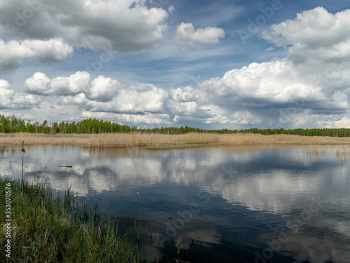 a developed bog lake, swampy meadows and bogs wonderful cumulus clouds and reflections in the water, Sedas heath, Latvia