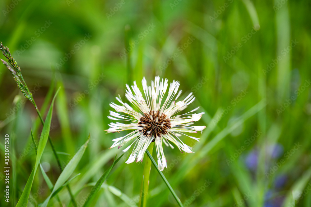 white dandelion on a green lawn in summer white dandelion on a green lawn in summer