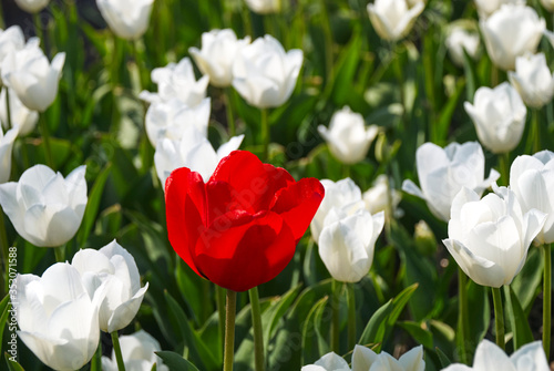Rote Tulpe ragt hervor inmitten einem Feld aus weißen Tulpen und grünen Blättern.
