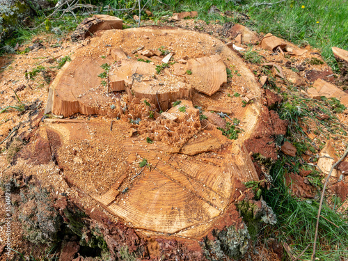 cut wood tree section with cracks and annual rings, flat wooden surface with annual rings, natural organic texture with cracked and rough surface.