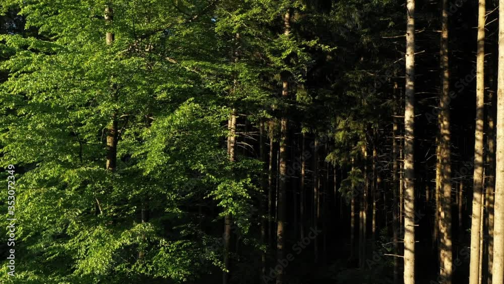 Drone video taking off in forest. Aerial shot of forest and close up pine trees. Bird wiev over forest in Munich, Germany Drone video taking off in forest. Aerial shot of forest and close up pine trees. Bird wiev over forest in Munich, Germany