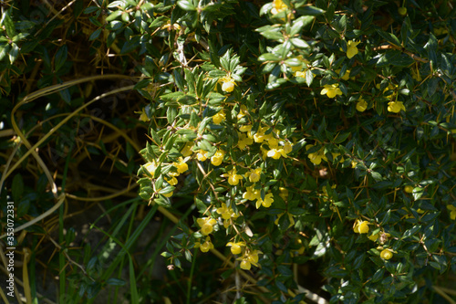 Fotografie thorny branches of berberis frikartii with bright yellow flowers