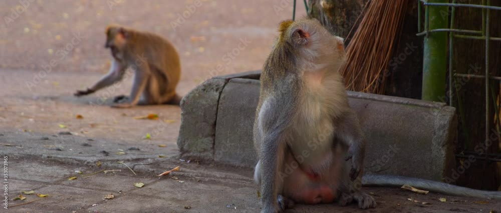 Macaca fasciculari close up sit on the streen and eat something some