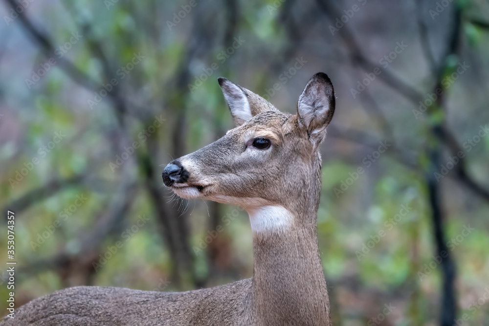 White-tailed deer in the forest White-tailed deer in the forest