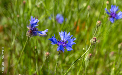 Blue cornflowers in the field. Beautiful wildflowers - blue cornflowers for cards  calendars  advertising banners. Summer rural landscape.   orn flowers