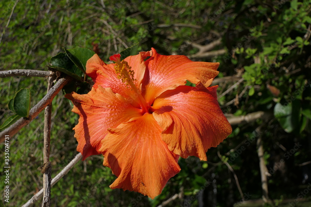 Close-up of an orange hibiscus flower in full bloom Close-up of an orange hibiscus flower in full bloom