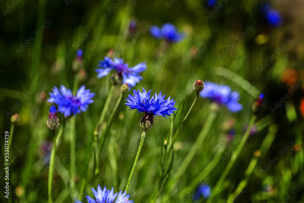 Blue cornflowers in the field. Beautiful wildflowers - blue cornflowers for cards, calendars, advertising banners. Summer rural landscape. Сorn flowers Blue cornflowers in the field. Beautiful wildflowers - blue cornflowers for cards, calendars, advertising banners. Summer rural landscape. Сorn flowers