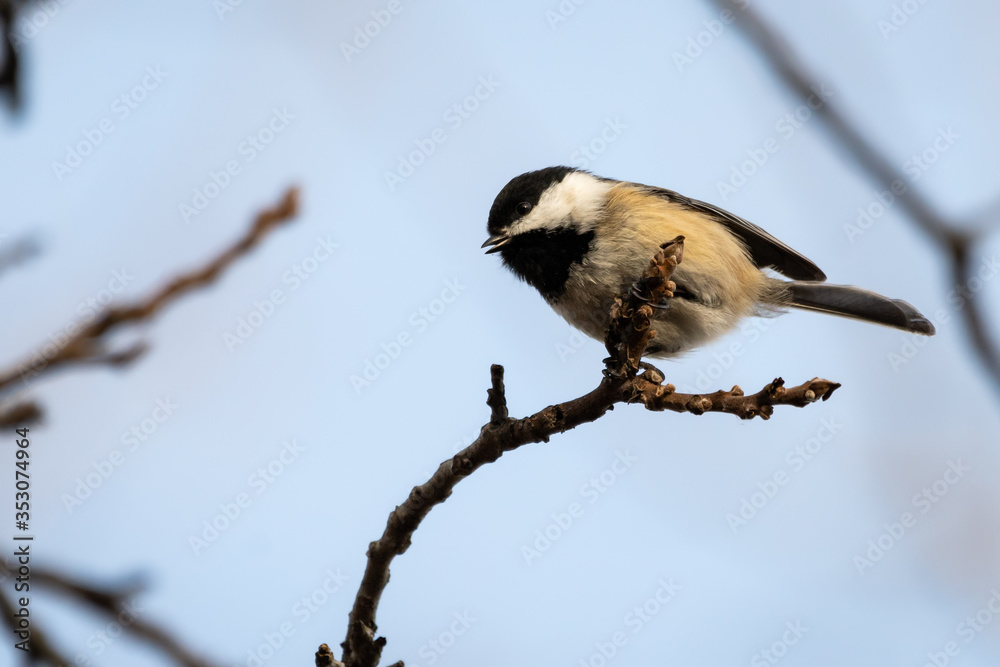 Obraz premium Black-capped chickadee perched on branch