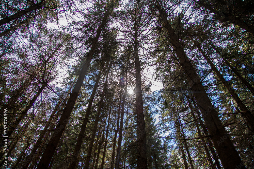 View from the forest floor looking up at pine-trees View from the forest floor looking up at pine-trees