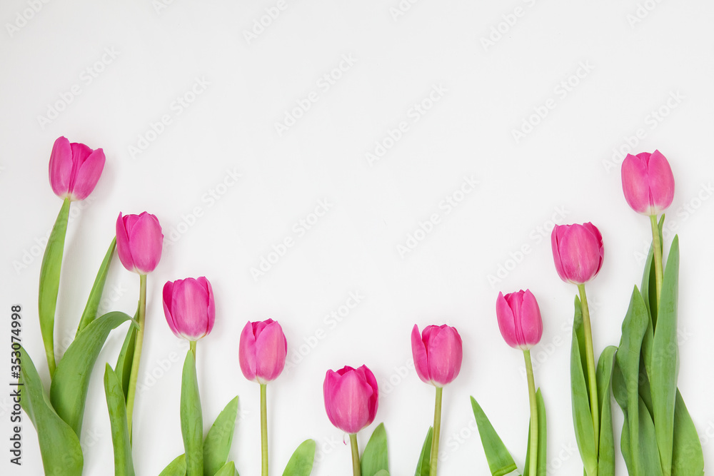 Spring flowers. Pink tulip on white background. Flat lay. Copy space Spring flowers. Pink tulip on white background. Flat lay. Copy space