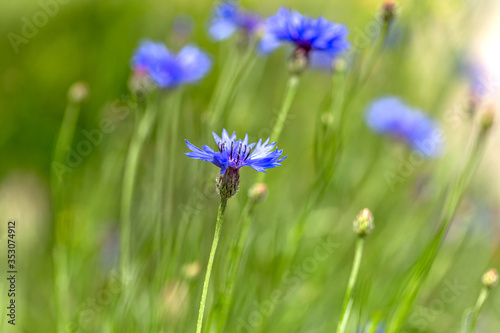 Blue cornflowers in the field. Beautiful wildflowers - blue cornflowers for cards, calendars, advertising banners. Summer rural landscape. Сorn flowers