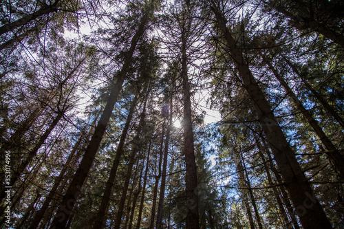 View from the forest floor looking up at pine-trees