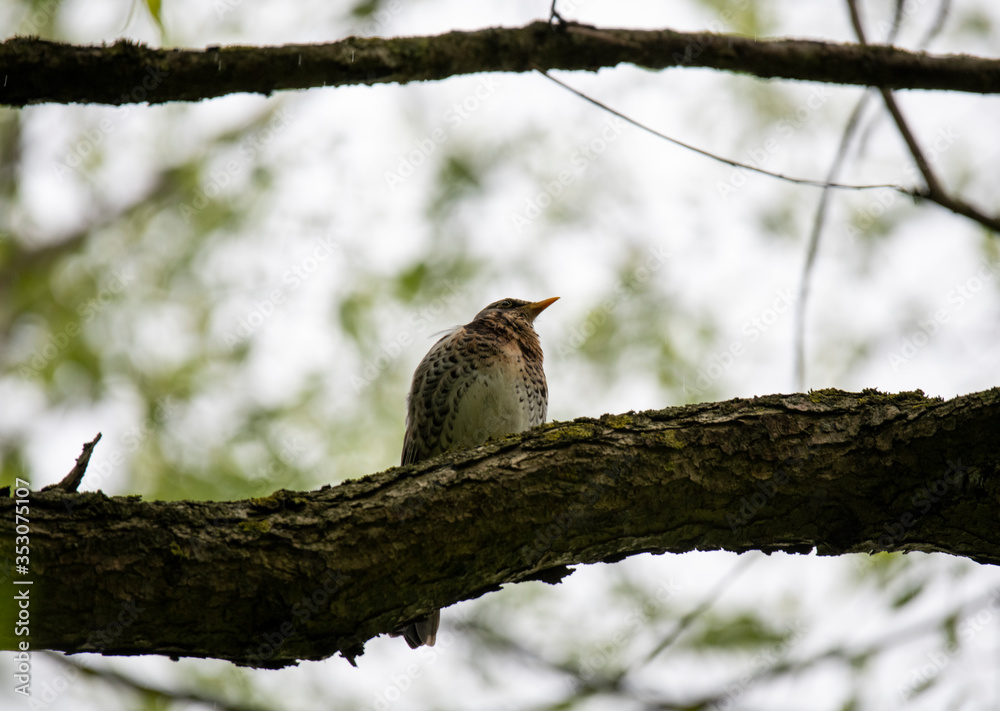 bright forest bird sings on a branch in the forest near the river bright forest bird sings on a branch in the forest near the river