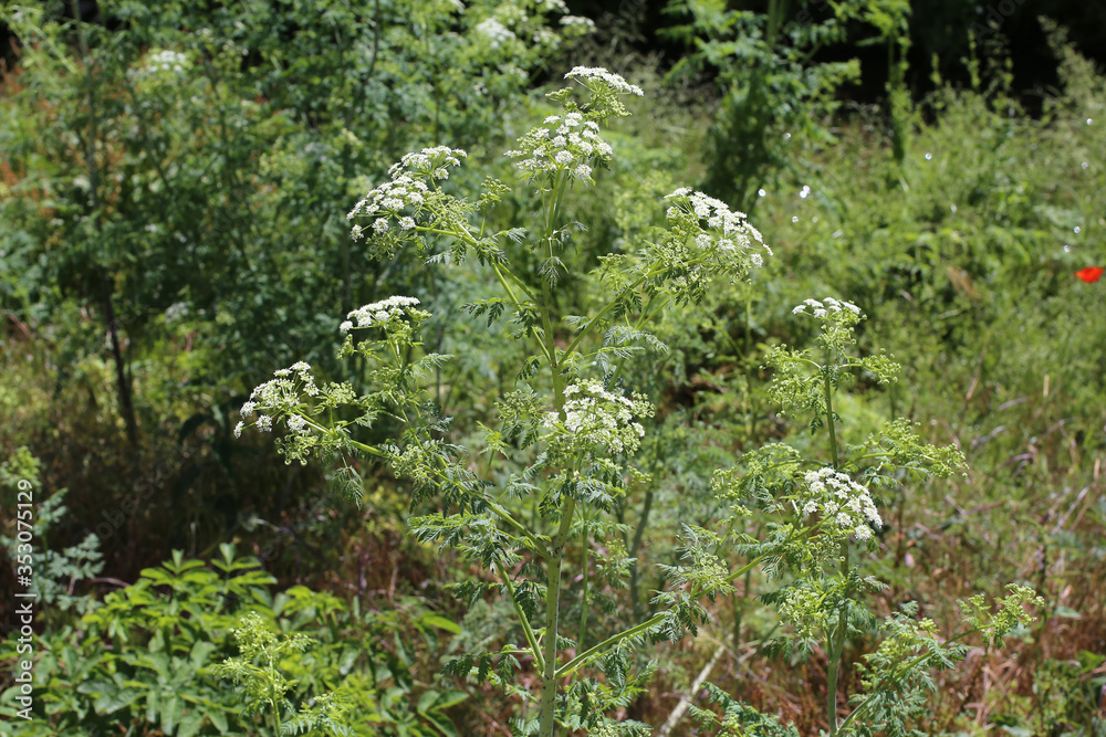 Conium maculatum, Hemlock. Wild plant shot in the spring.