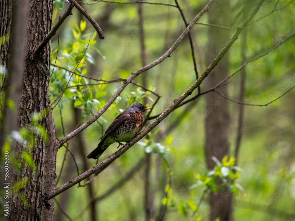 bright forest bird sings on a branch in the forest near the river bright forest bird sings on a branch in the forest near the river