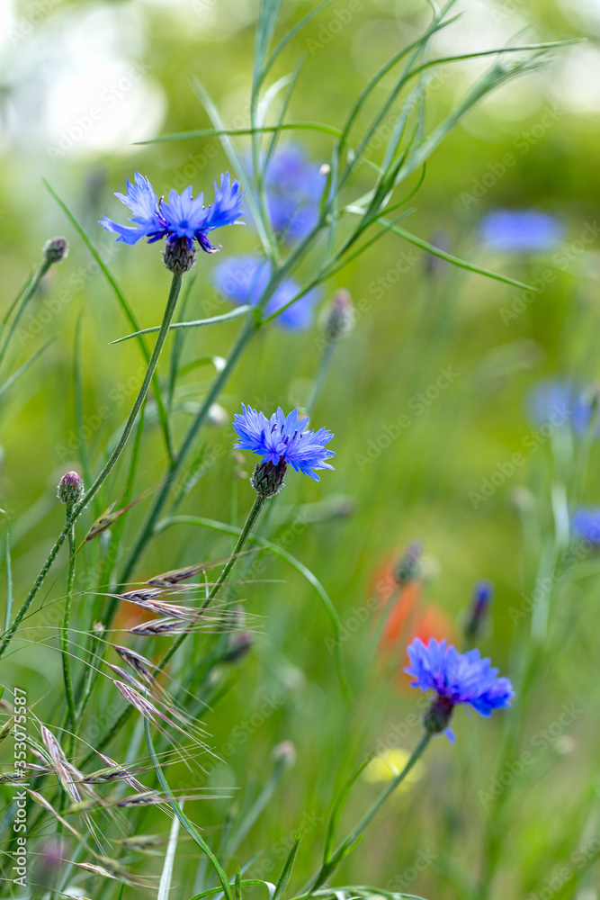 Blue cornflowers in the field. Beautiful wildflowers - blue cornflowers for cards, calendars, advertising banners. Summer rural landscape. Сorn flowers Blue cornflowers in the field. Beautiful wildflowers - blue cornflowers for cards, calendars, advertising banners. Summer rural landscape. Сorn flowers