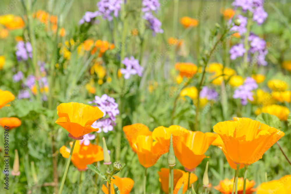 Eschscholzia californica poppy in front of flower field in the nature