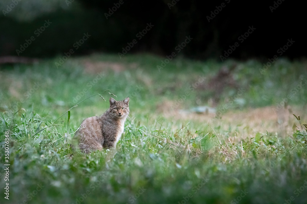 Fototapeta premium Felis Silvestris