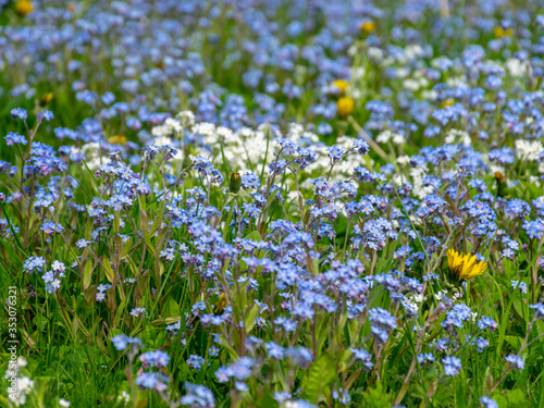 spring meadow with beautiful flowers in the garden during spring  Forget not me  flowers