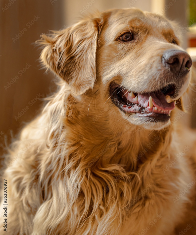 Obraz premium golden retriever portrait