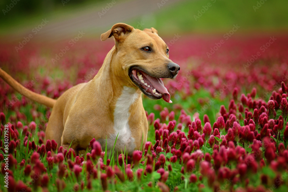 Happy dog running in a red clover in the field