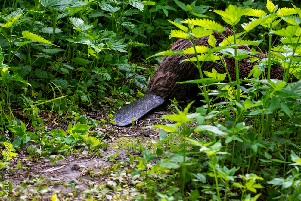 brown river beaver went on a veg ravine hunt on the river brown river beaver went on a veg ravine hunt on the river