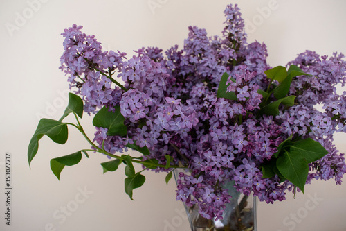 Close up of a bouquet of lilac flowers, on white background. Springtime, Mother's day, woman`s day.