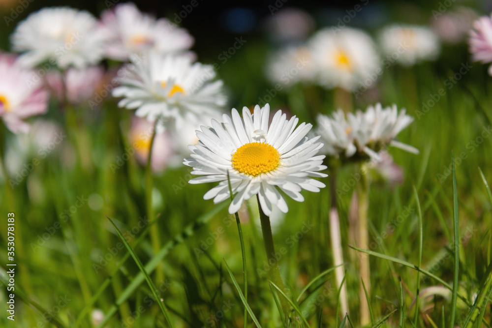 White daisy on a blurred background of greenery and daisies.