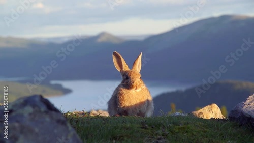 wild rabbit front view watching alerted scenic landscape