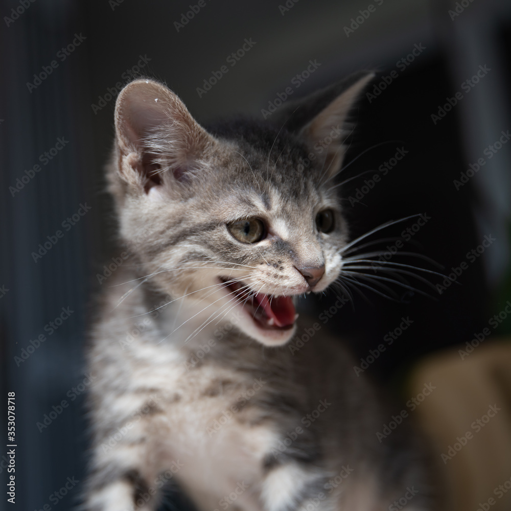 Cute furry tabby kitten Playfull