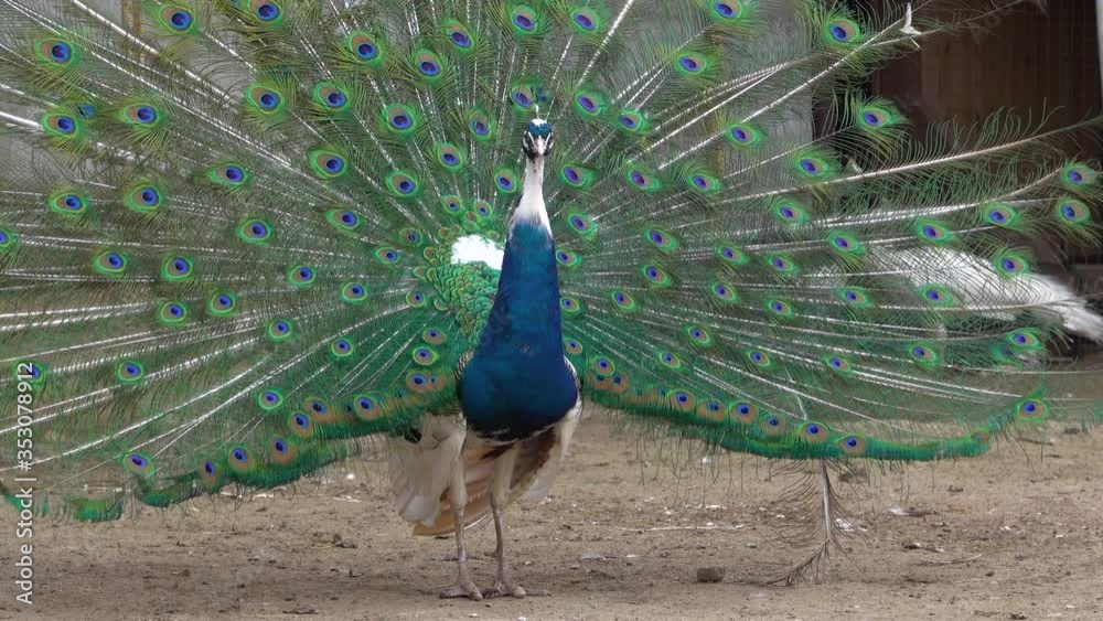 Close up of colorful peacock tail feathers. Majestic pheasant mating ritual at the bird farm.