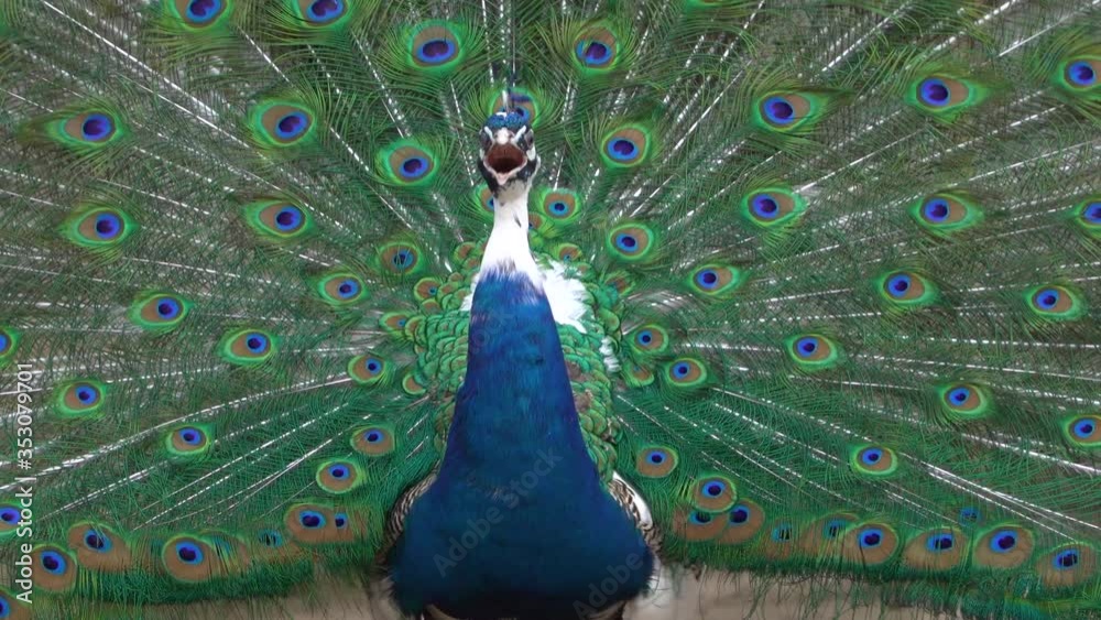 Close up of colorful peacock tail feathers. Majestic pheasant mating ritual at the bird farm.