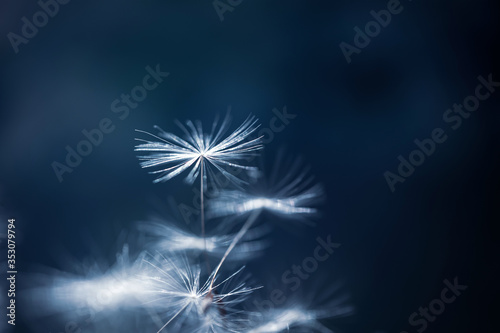Dandelion seed soars in the air. Detailed macro photography  blue-green background  copyspace  minimalism.