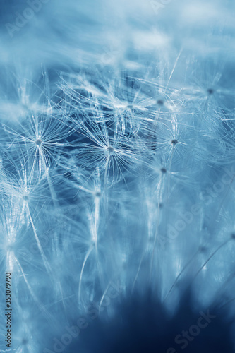 Fototapeta Naklejka Na Ścianę i Meble -  Dandelion seed soars in the air. Detailed macro photography, blue-green background, copyspace, minimalism.