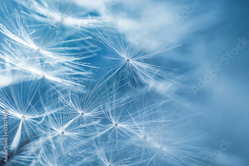 Dandelion seeds on a flower. Copyspace. Detailed macro photo. Abstract spectacular image. Blue shades.