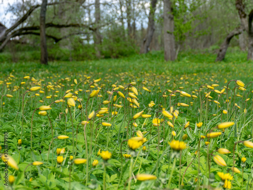 Fototapeta Naklejka Na Ścianę i Meble -  landscape with bright meadow, wild tulips together with dandelions, dominated by yellow and green