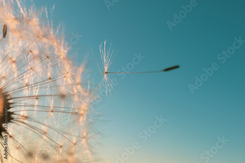 Dandelion seed came off the flower. Beautiful colors of the setting sun. Copyspace. The concept of freedom  loneliness. Detailed macro photo.