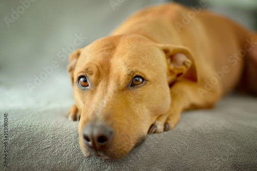 Wallpaper Mural Sad dog (pitbull) lying on gray background with paws under chin Torontodigital.ca