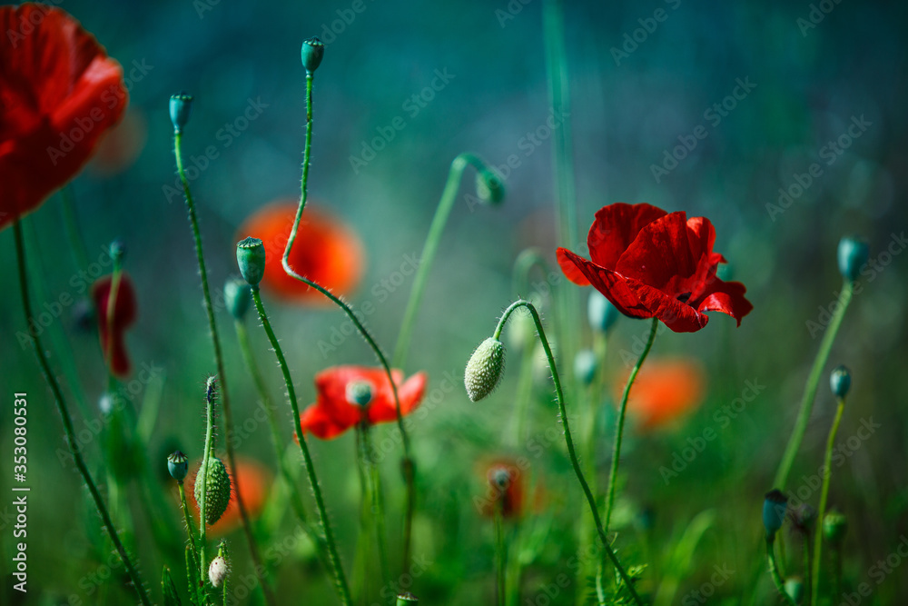 Obraz premium Summer Poppy Meadow