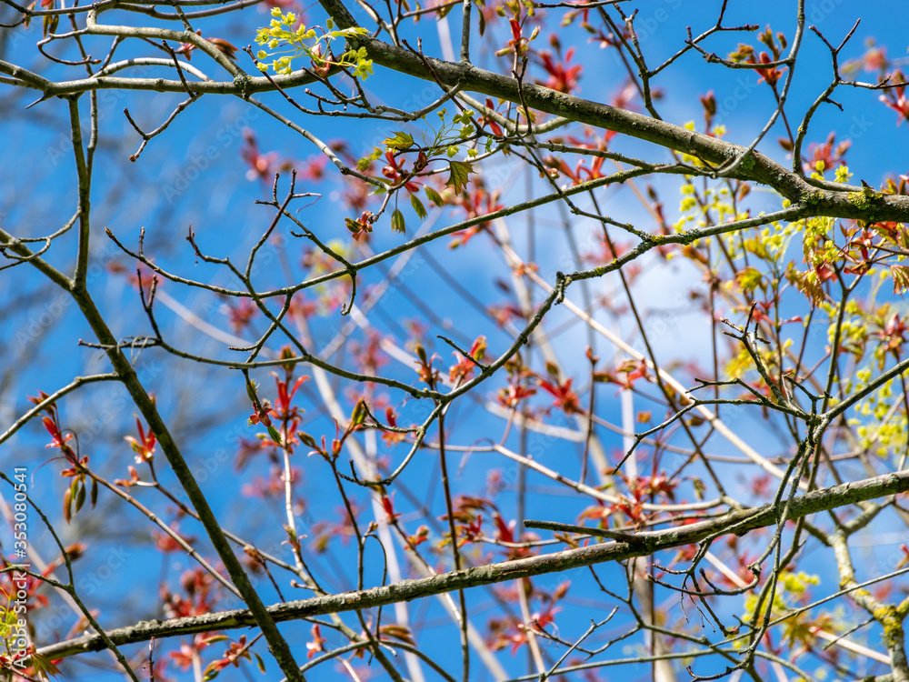 first leaves and buds on a sunny spring day, in nature everything thrives and green first leaves and buds on a sunny spring day, in nature everything thrives and green